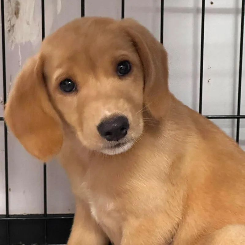 A baby medium-sized female Yellow / Tan / Blond / Fawn Hound dog named CT Bonnie for adoption in Eastford, CT