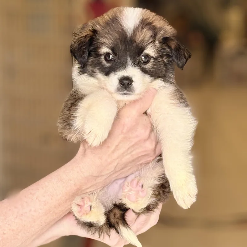 A baby medium-sized male Collie dog named Lance for adoption in Chicago, IL