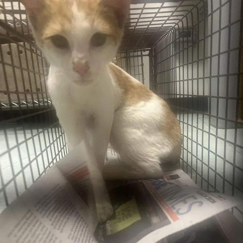 A young medium-sized male Orange / Red Domestic Short Hair cat named Pork for adoption in Philadelphia, PA