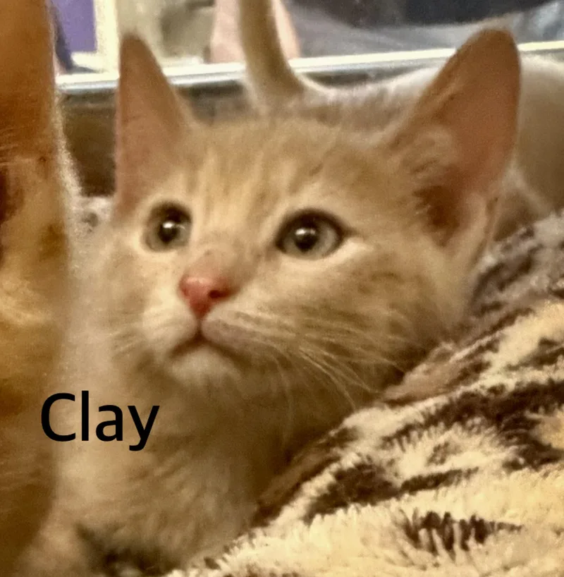 A baby medium-sized male Buff / Tan / Fawn Domestic Short Hair cat named Clay for adoption in Owasso, OK