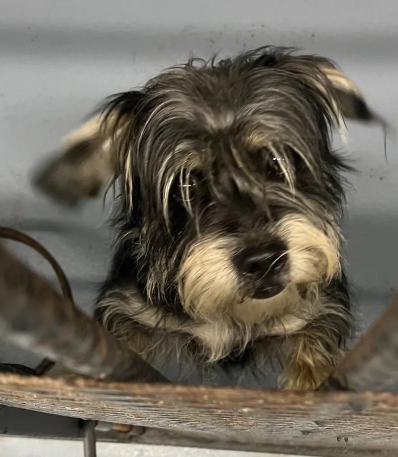 A young small-sized male Terrier dog named Hank for adoption in Cartersville , GA