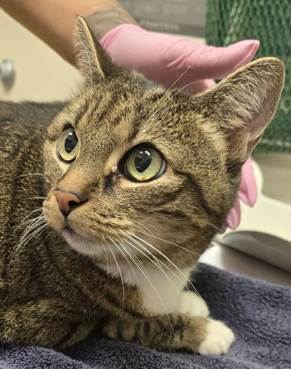 A senior small-sized female Domestic Short Hair cat named Precious for adoption in El Cajon, CA