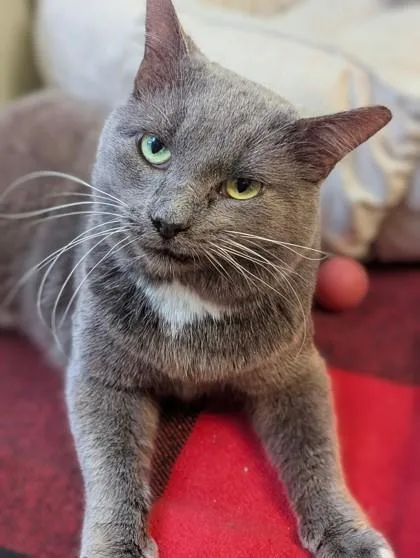 A senior large-sized male Domestic Short Hair cat named Humphrey Bogart for adoption in Batavia, OH