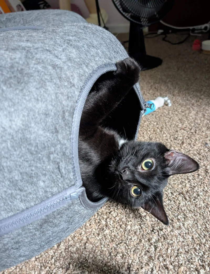 A young medium-sized female Black Domestic Short Hair cat named Ferg for adoption in Cincinnati, OH