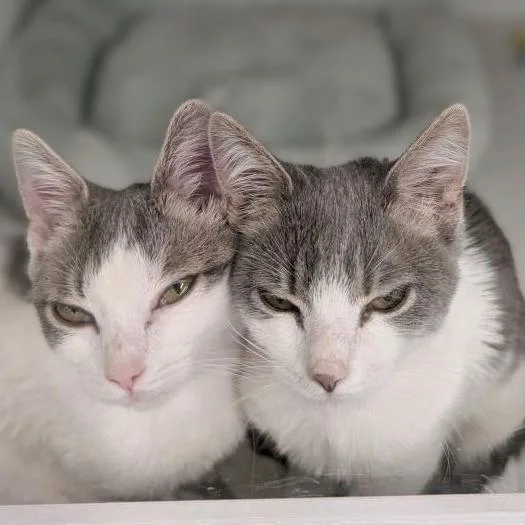 Meowzilla thumbnail 2