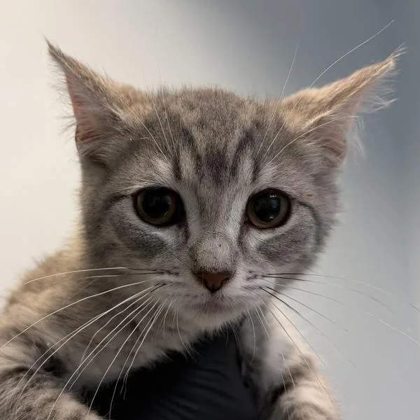 A baby small-sized female Domestic Short Hair cat named Matilda Poppington for adoption in San Diego, CA