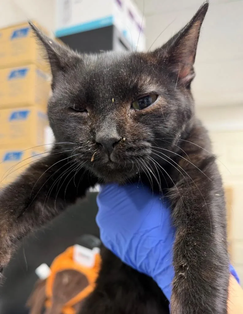 A baby medium-sized male Domestic Short Hair cat named Hershey for adoption in Pomona, NY