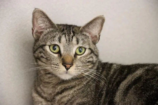 A young small-sized male Domestic Short Hair cat named Luca for adoption in Tucson, AZ
