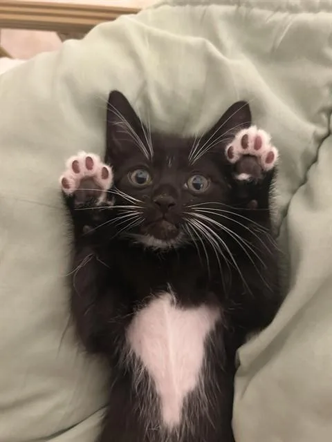 Oscar