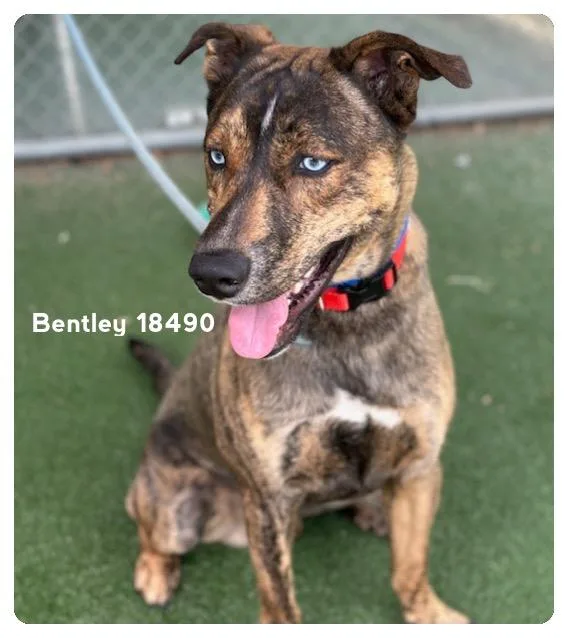 Bentley thumbnail 2