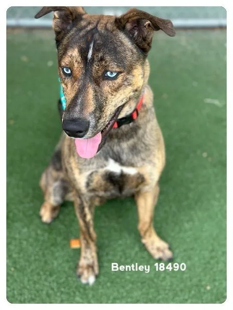 Bentley thumbnail 3