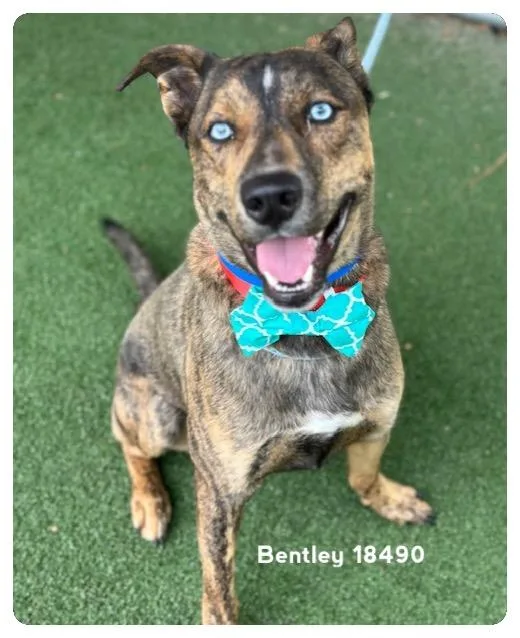 Bentley thumbnail 4