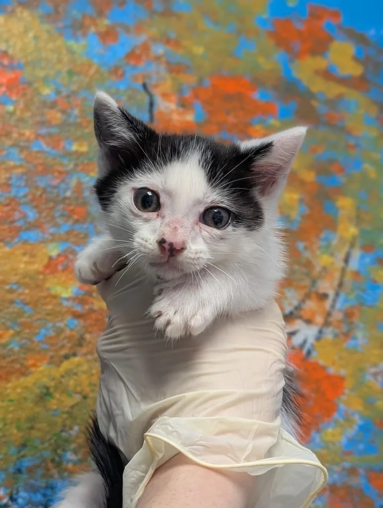 A baby small-sized male Domestic Short Hair cat named Archer for adoption in New Braunfels, TX