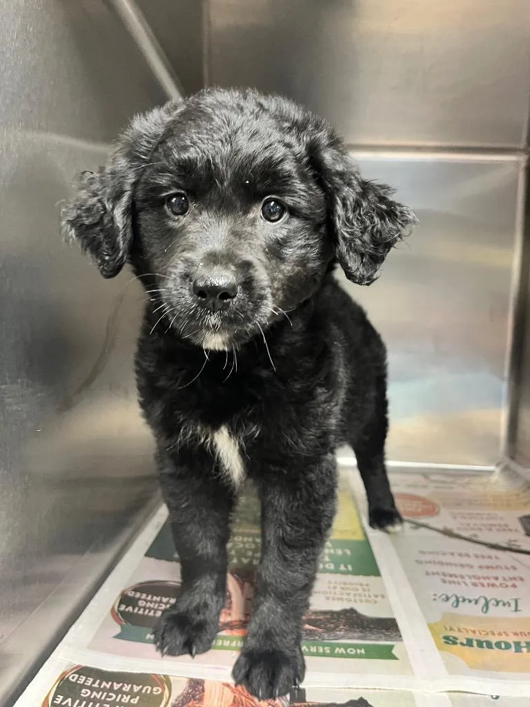 A baby medium-sized female Poodle dog named Fern for adoption in Hopkinsville, KY