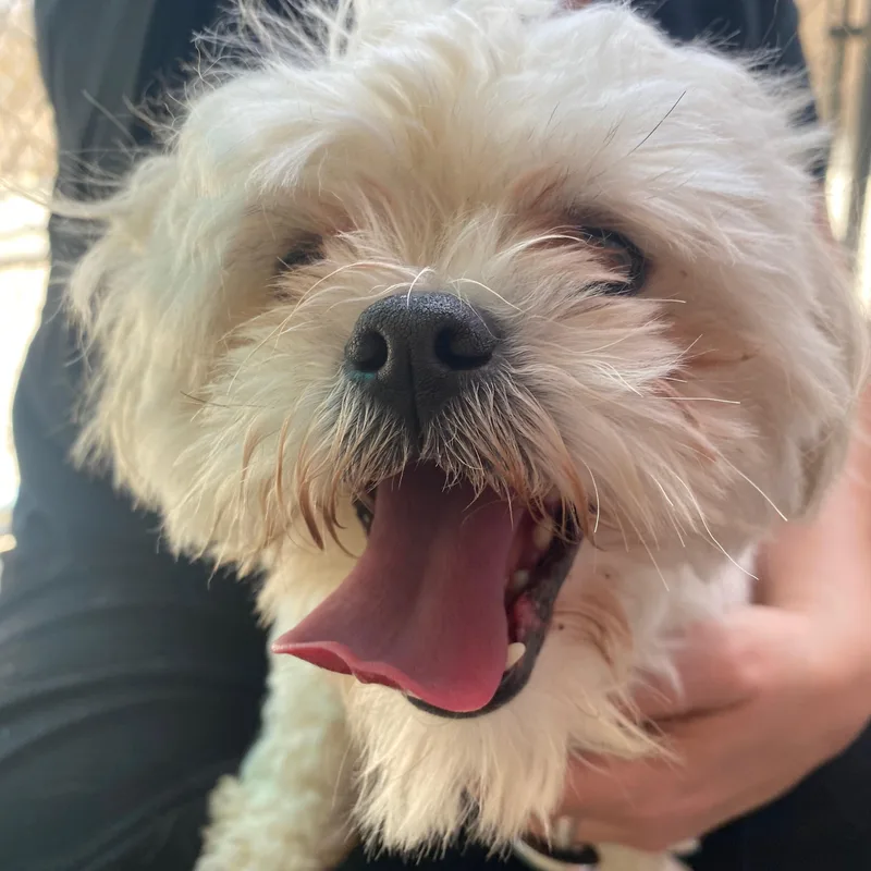 A young small-sized male White / Cream Shih Tzu dog named Sammy for adoption in Joshua Tree, CA