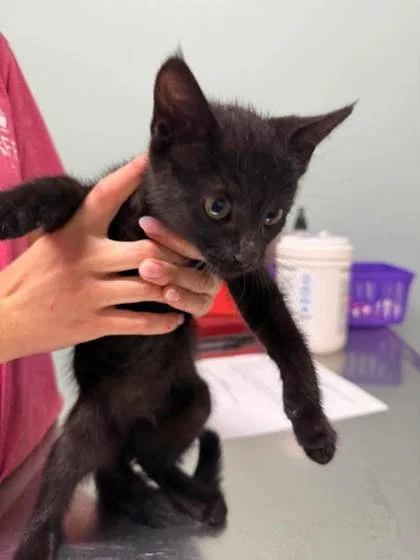 A baby small-sized female Black Domestic Short Hair cat named Lavender for adoption in Annapolis, MD