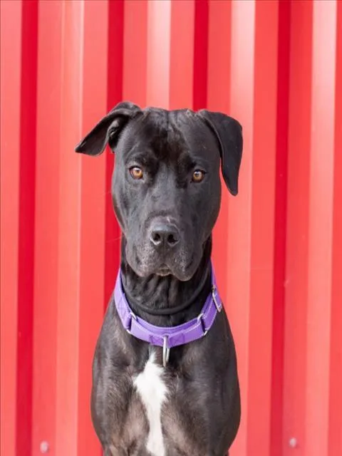 An adult large-sized male Pit Bull Terrier dog named Arbok for adoption in Tracy, CA