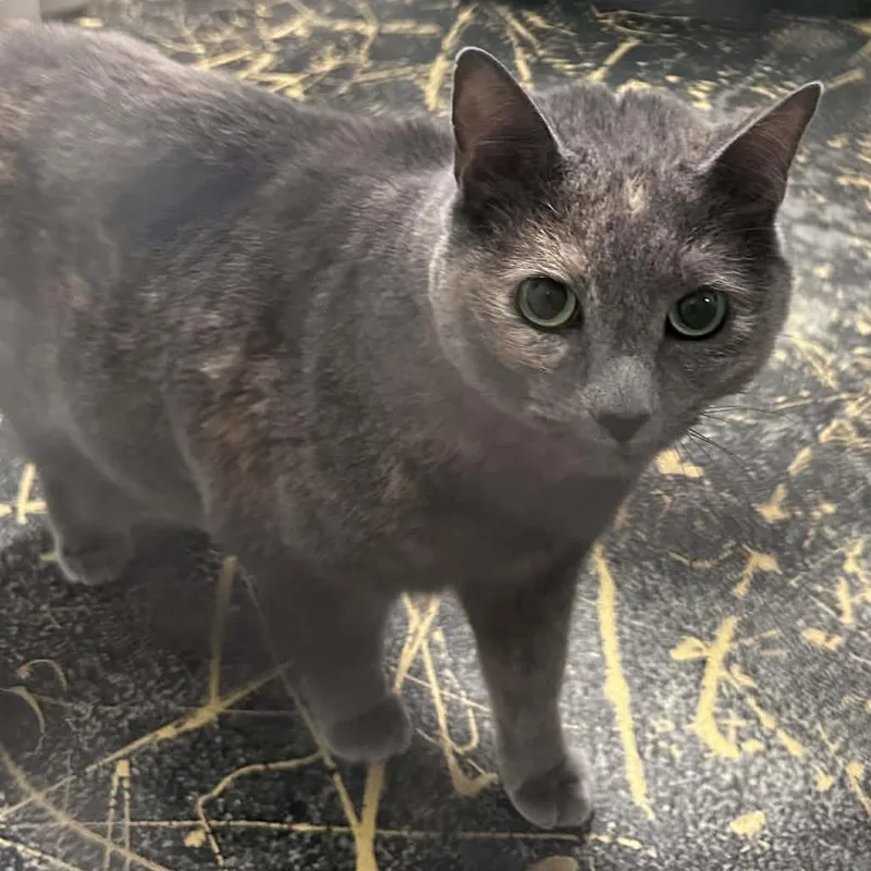 Nylah thumbnail 2