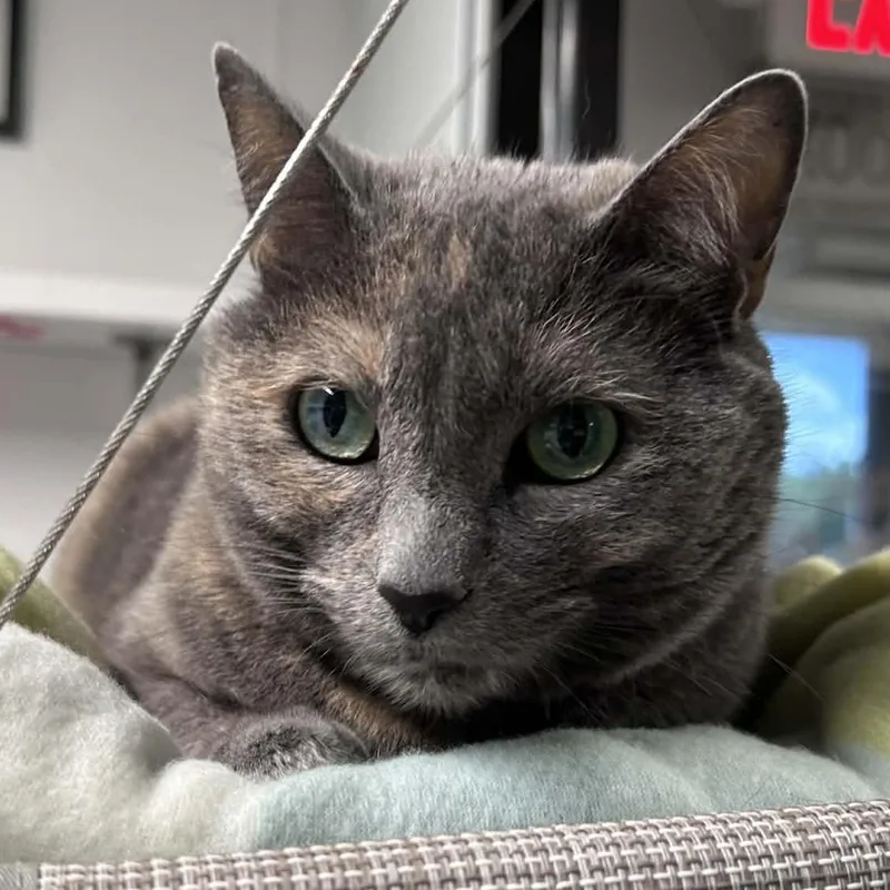 An adult large-sized female Dilute Tortoiseshell Domestic Short Hair cat named Nylah for adoption in The Colony, TX
