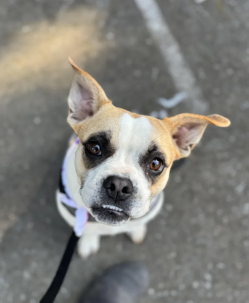 An adult medium-sized female Apricot / Beige Boston Terrier dog named Gracie for adoption in lynnwood , WA
