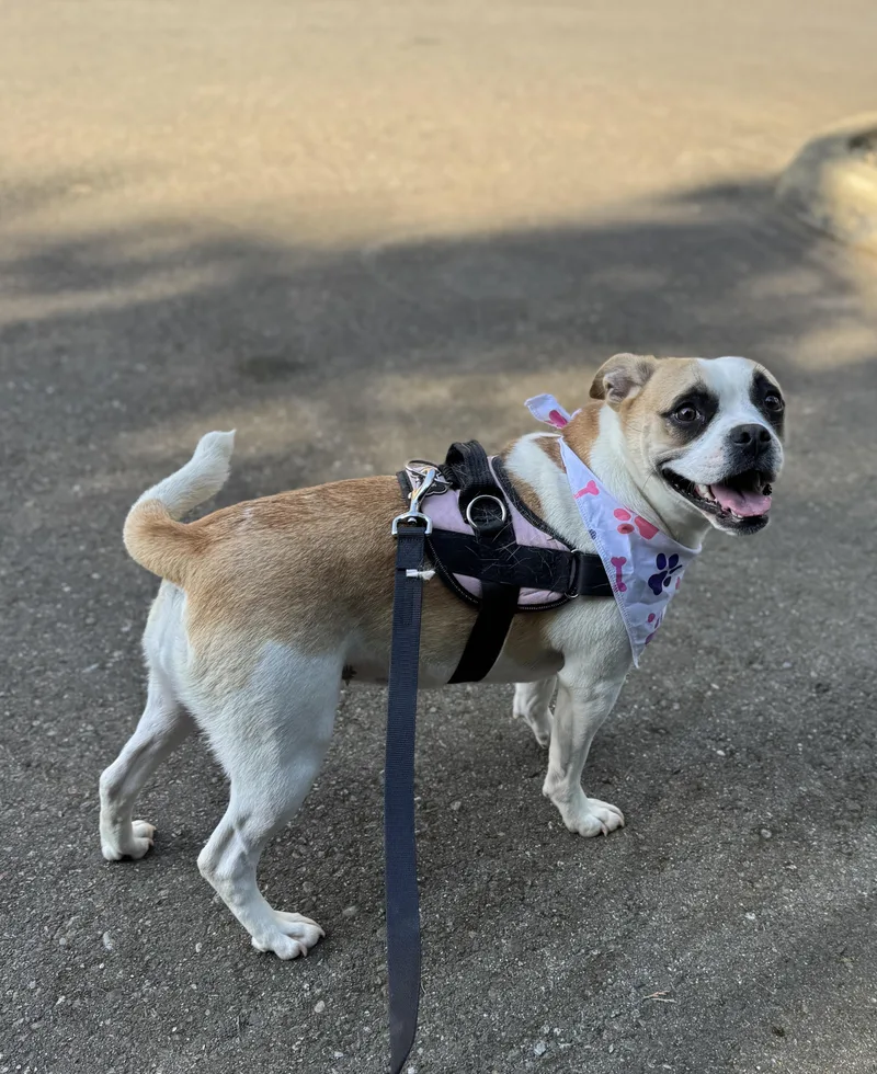 Gracie thumbnail 2