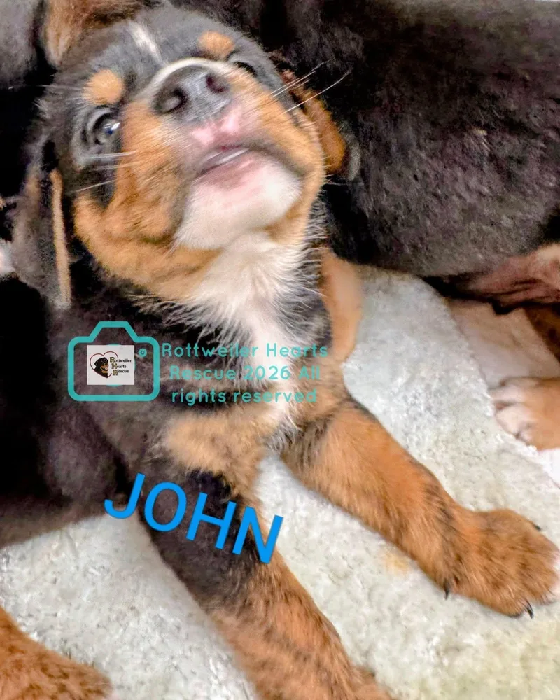 A baby large-sized male Rottweiler dog named John for adoption in Chapel Hill, NC