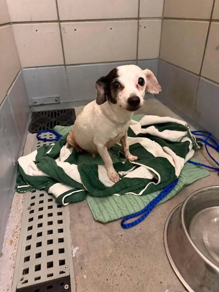 An adult small-sized female Chihuahua dog named Wendy for adoption in Aurora, CO
