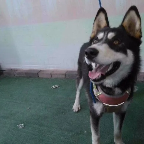 A young medium-sized female Black Husky dog named Becky for adoption in San Gabriel, CA