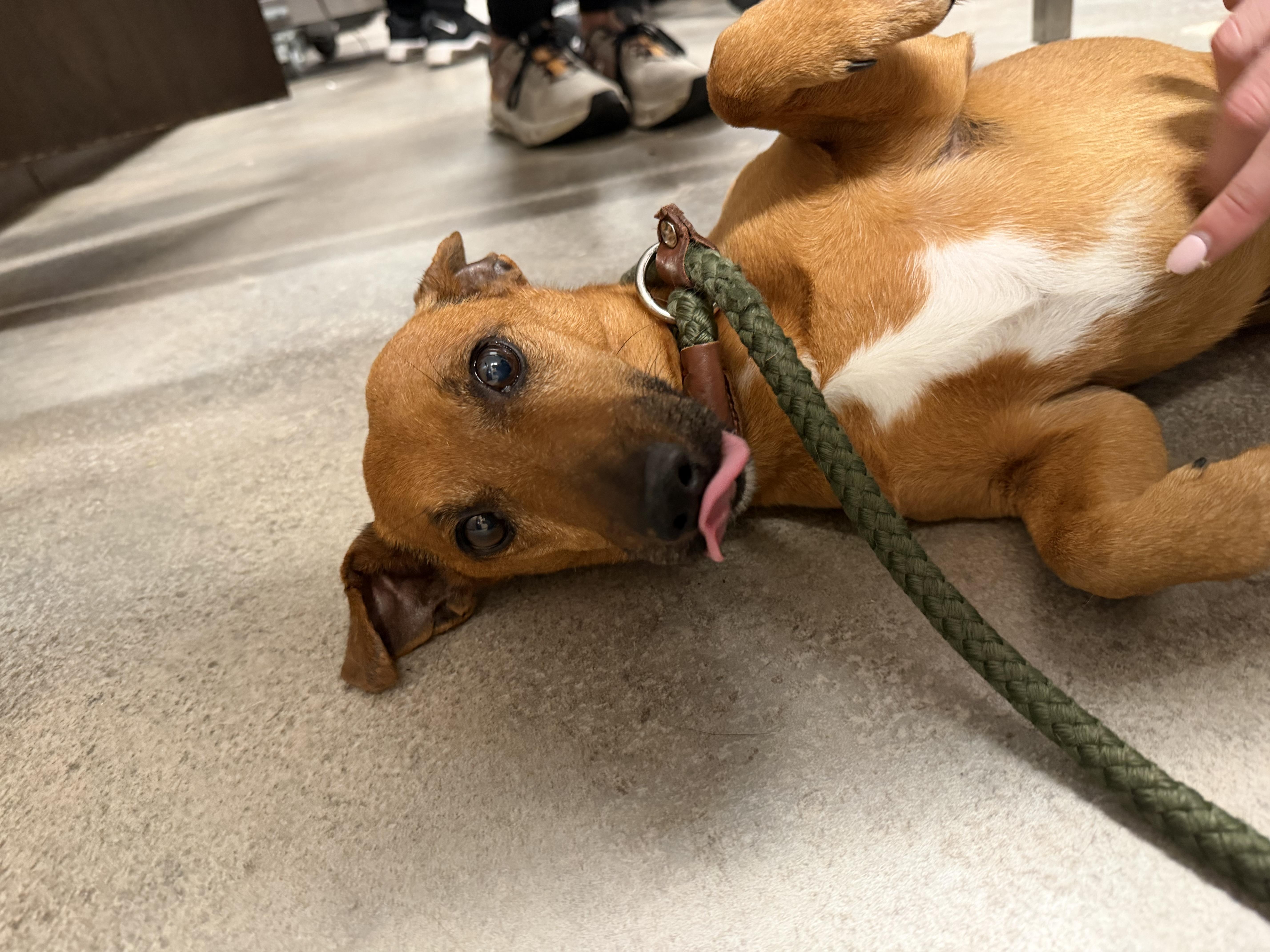 An adult small-sized male Chiweenie dog named Wasabi for adoption in Mahwah, NJ