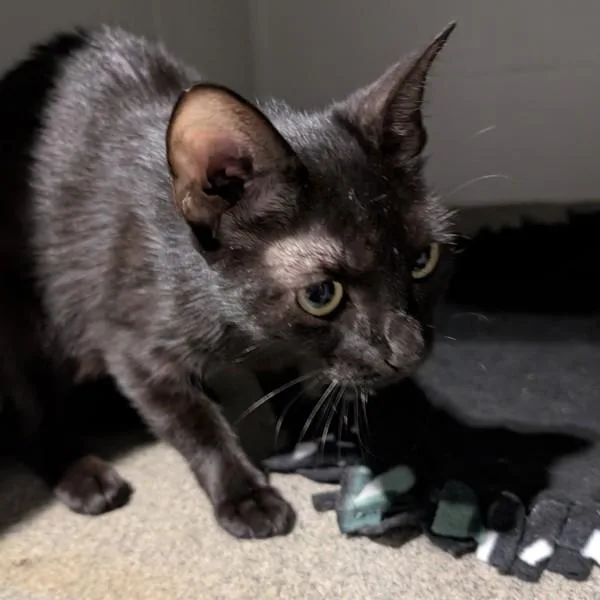 An adult medium-sized female Domestic Short Hair cat named Brittany for adoption in Des Moines, IA