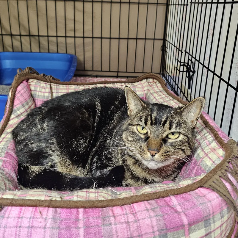 An adult medium-sized female Tabby (Buff / Tan / Fawn) Domestic Short Hair cat named Missy for adoption in Searcy, AR