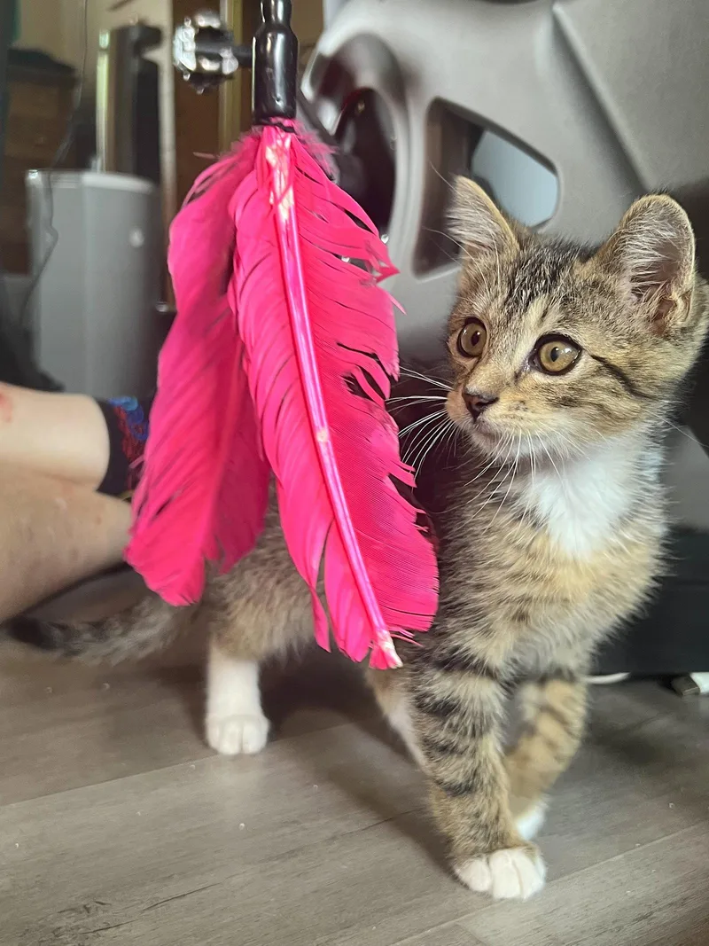 A baby medium-sized male Gray / Blue / Silver Domestic Short Hair cat named Tiger Bonded With for adoption in Fremont, CA