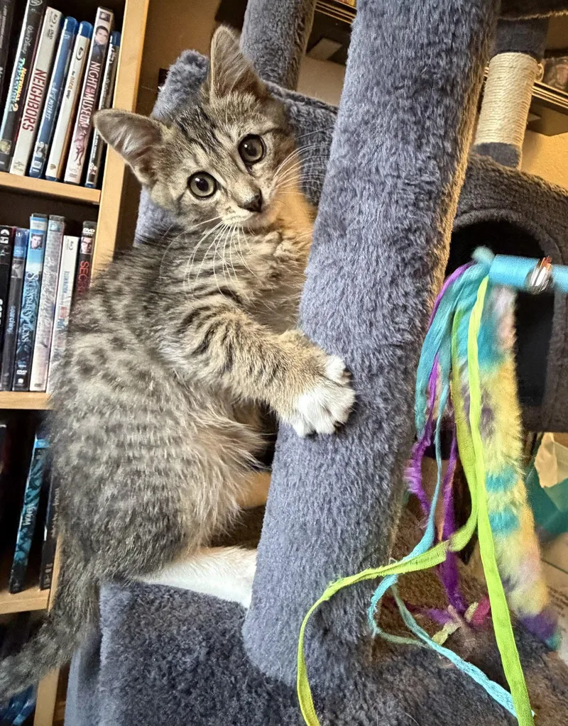 Tiger  Bonded With thumbnail 2