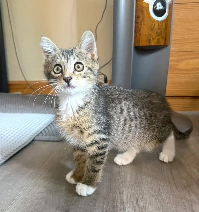 Tiger  Bonded With thumbnail 3