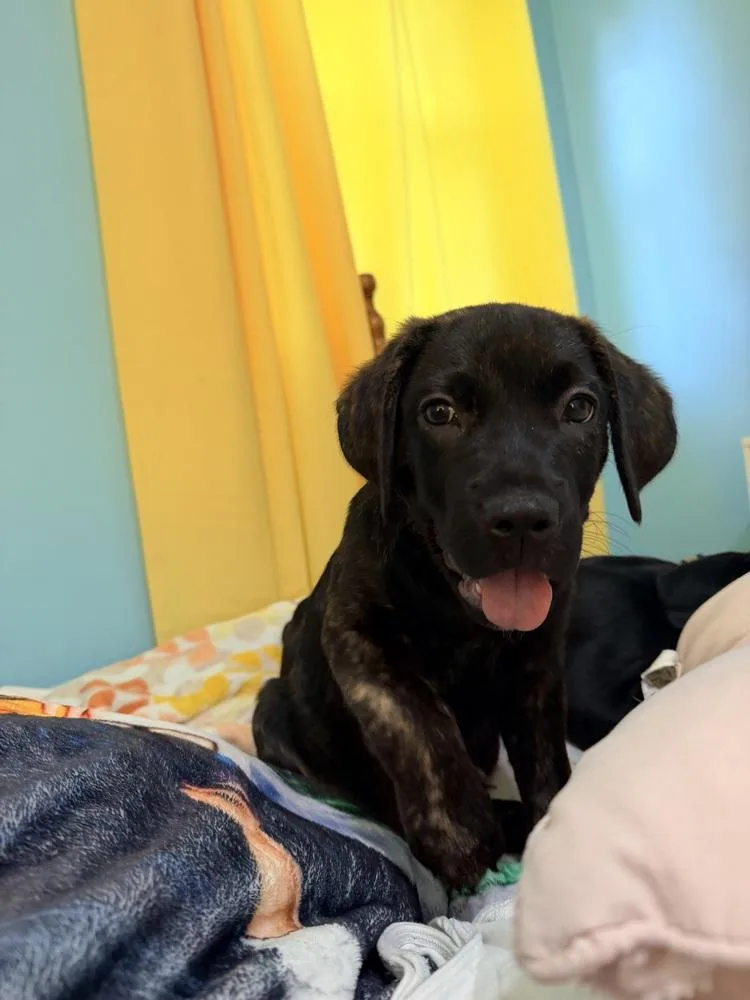 A baby large-sized female Mixed Breed dog named Dora the Explorer for adoption in Lansing, MI
