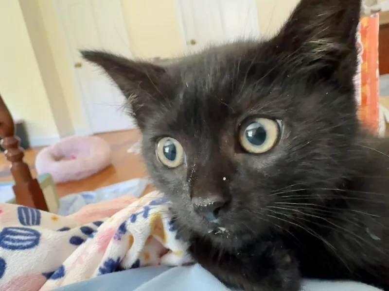 Finley thumbnail 2