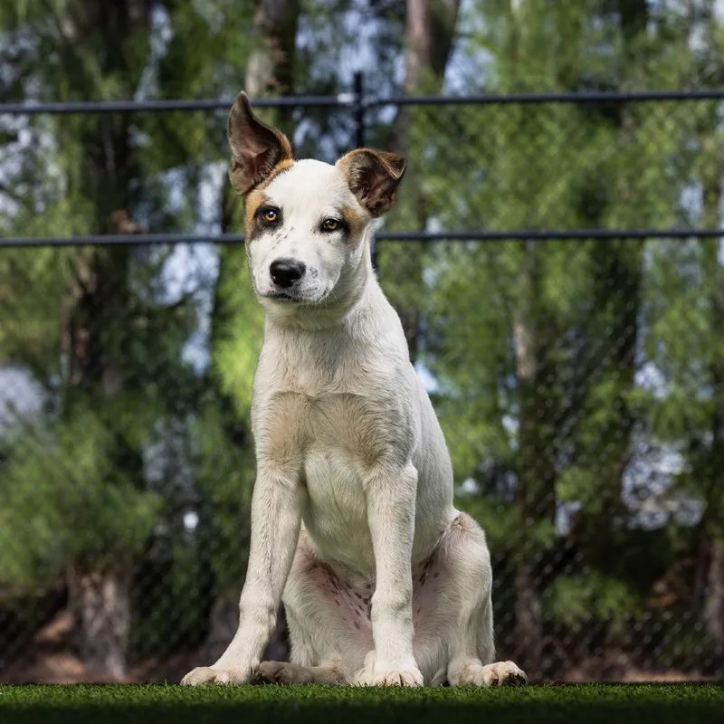 Tiramisu thumbnail 2