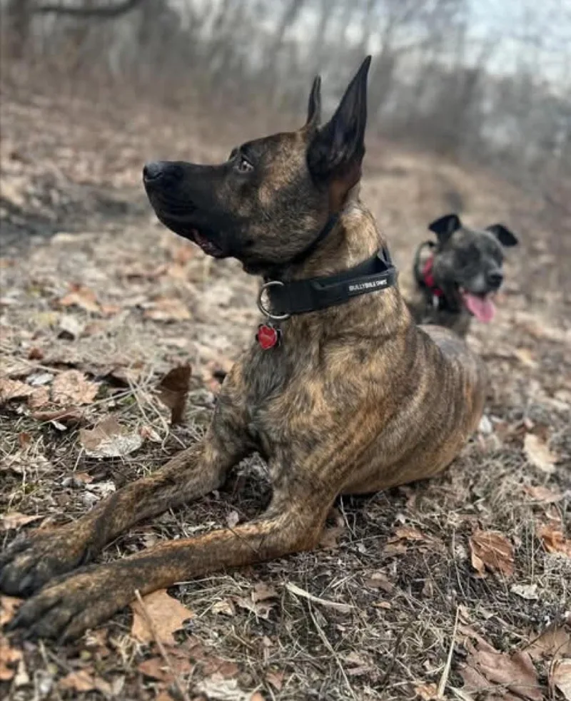 An adult large-sized male Dutch Shepherd dog named Avi for adoption in Richboro, PA