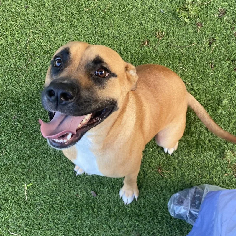 A young medium-sized female Mixed Breed dog named Thunder for adoption in LOXAHATCHEE, FL