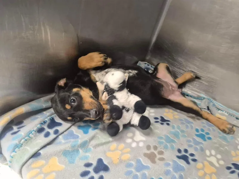A baby medium-sized female Black Labrador Retriever dog named 'rella for adoption in Dover, AR