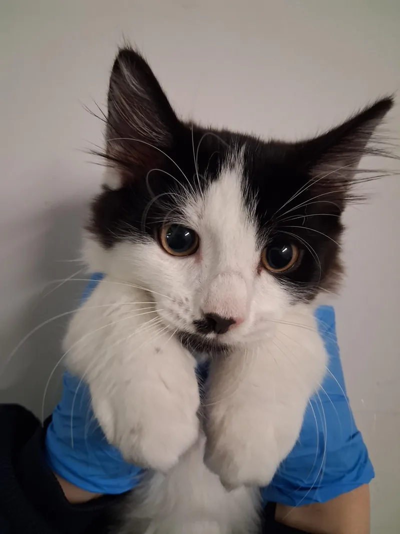 A baby medium-sized male Domestic Medium Hair cat named Jack for adoption in Los Angeles, CA