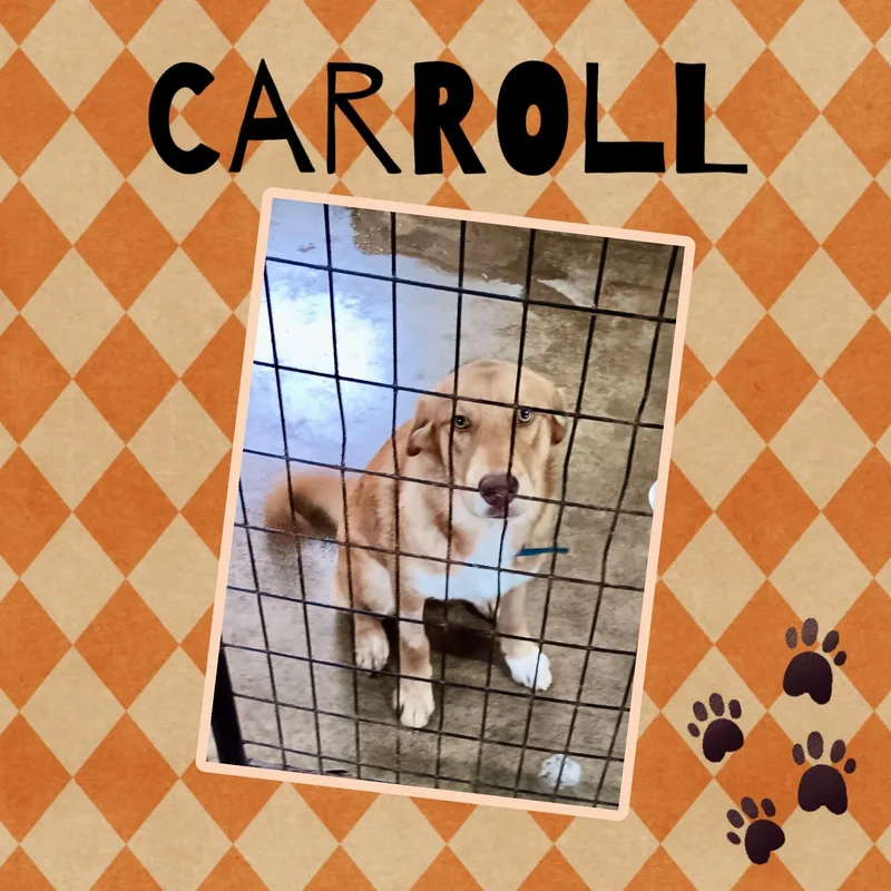 A baby medium-sized female Golden Husky dog named Carroll for adoption in Monticello, IN