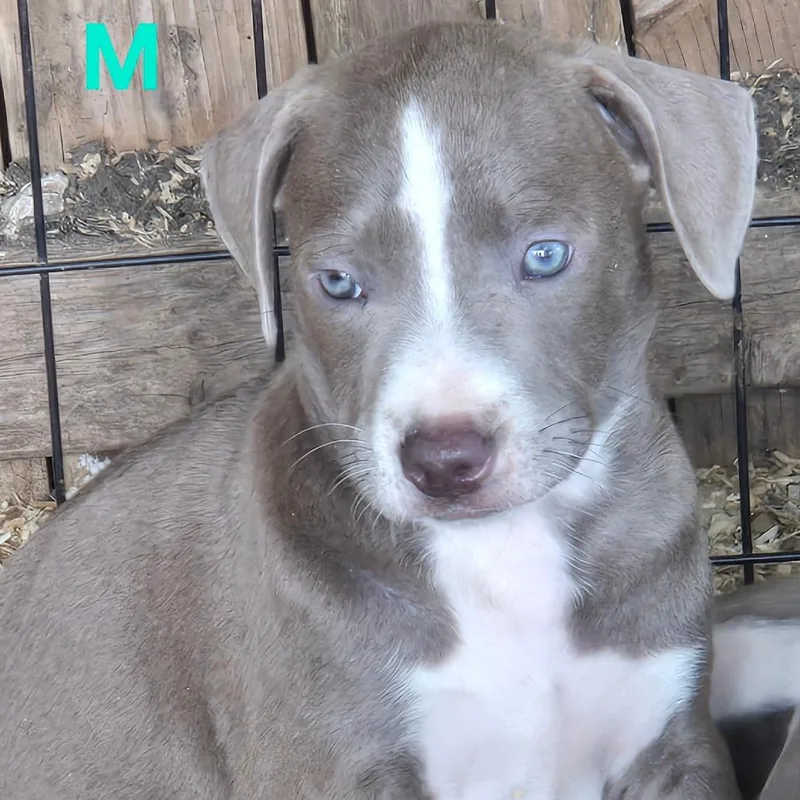 A baby medium-sized male Gray / Blue / Silver Pit Bull Terrier dog named Johnny Walker for adoption in Floresville, TX