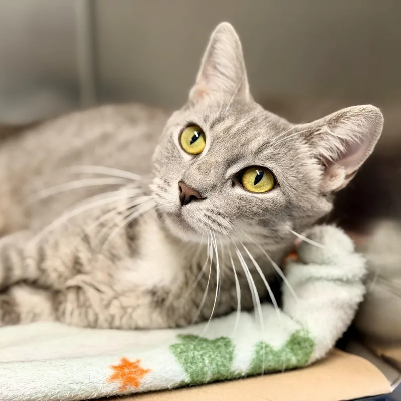 An adult medium-sized female Tabby (Gray / Blue / Silver) Domestic Short Hair cat named Yuki for adoption in Jackson, NJ