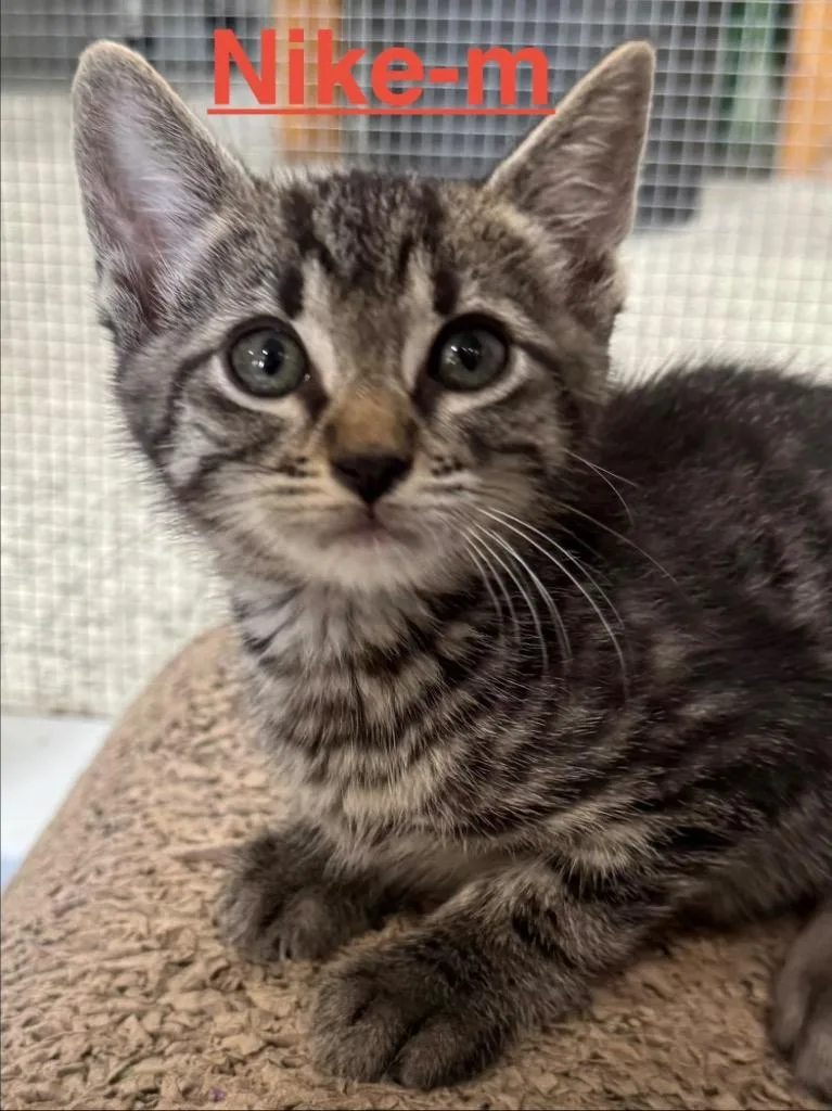 A baby small-sized male Tabby cat named Nike for adoption in Brookhaven, MS