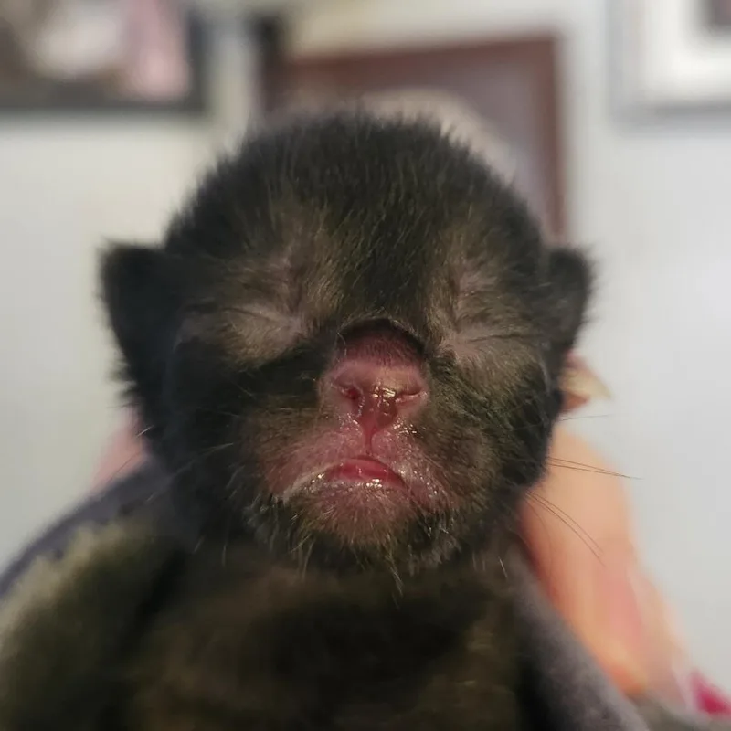 A baby small-sized female Black Domestic Short Hair cat named Dumpling for adoption in Middletown, OH