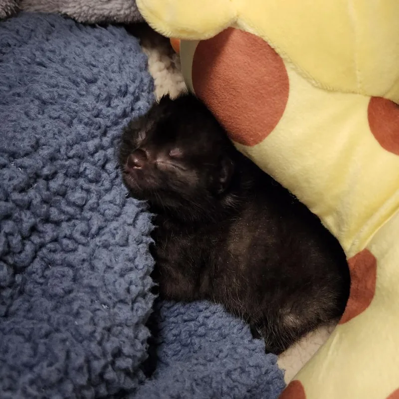 Dumpling thumbnail 3