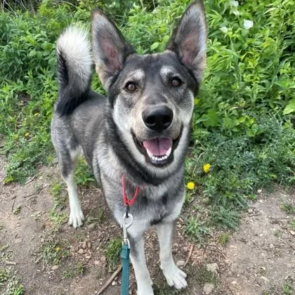 An adult large-sized male Mixed Breed dog named Eclipse for adoption in Janesville, WI