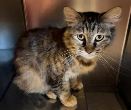 An adult medium-sized female Domestic Long Hair cat named Astrid for adoption in Baraboo, WI