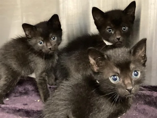 A baby small-sized male Domestic Short Hair cat named Nightcrawler for adoption in Tustin, CA